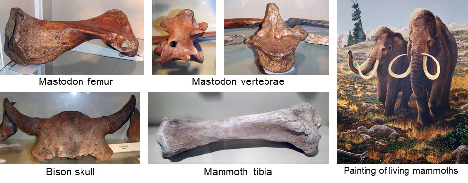 Some of the fossils on display at the Big Bone Lick State Park museum. Mastodon femur; vertebrae; bison skull; mammoth tibia; living mammoths